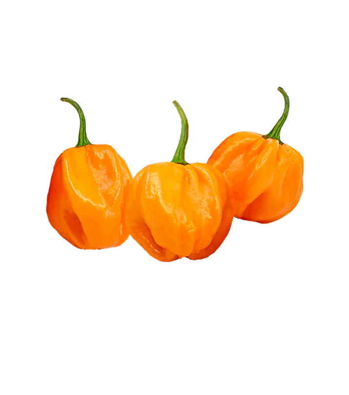 Scotch Bonnet Pepper